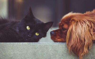 Are you a dog person or a cat person?