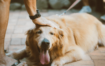 Navigating the Emotional Weight of Euthanasia